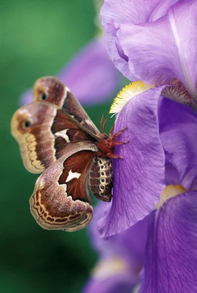 USA, Pennsylvania Cecropia moth on iris flower